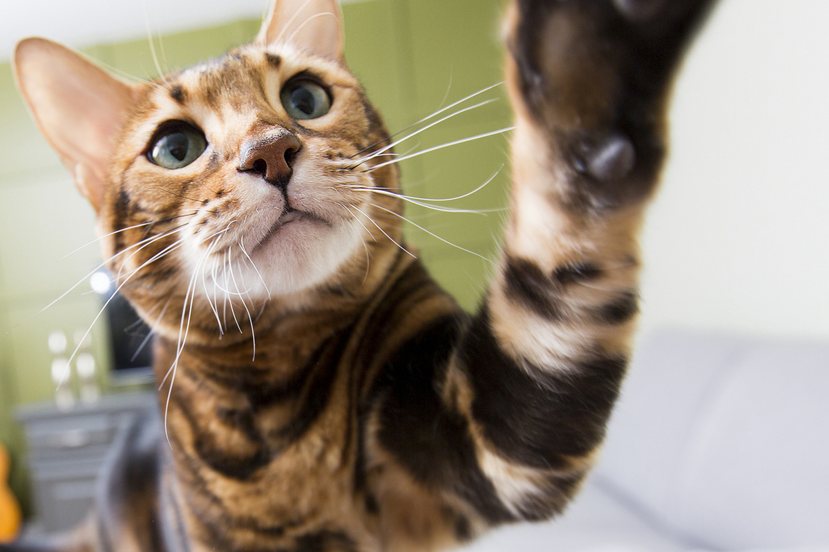 Katze kratzt? So hältst du Möbel und Nerven heil! Stünn